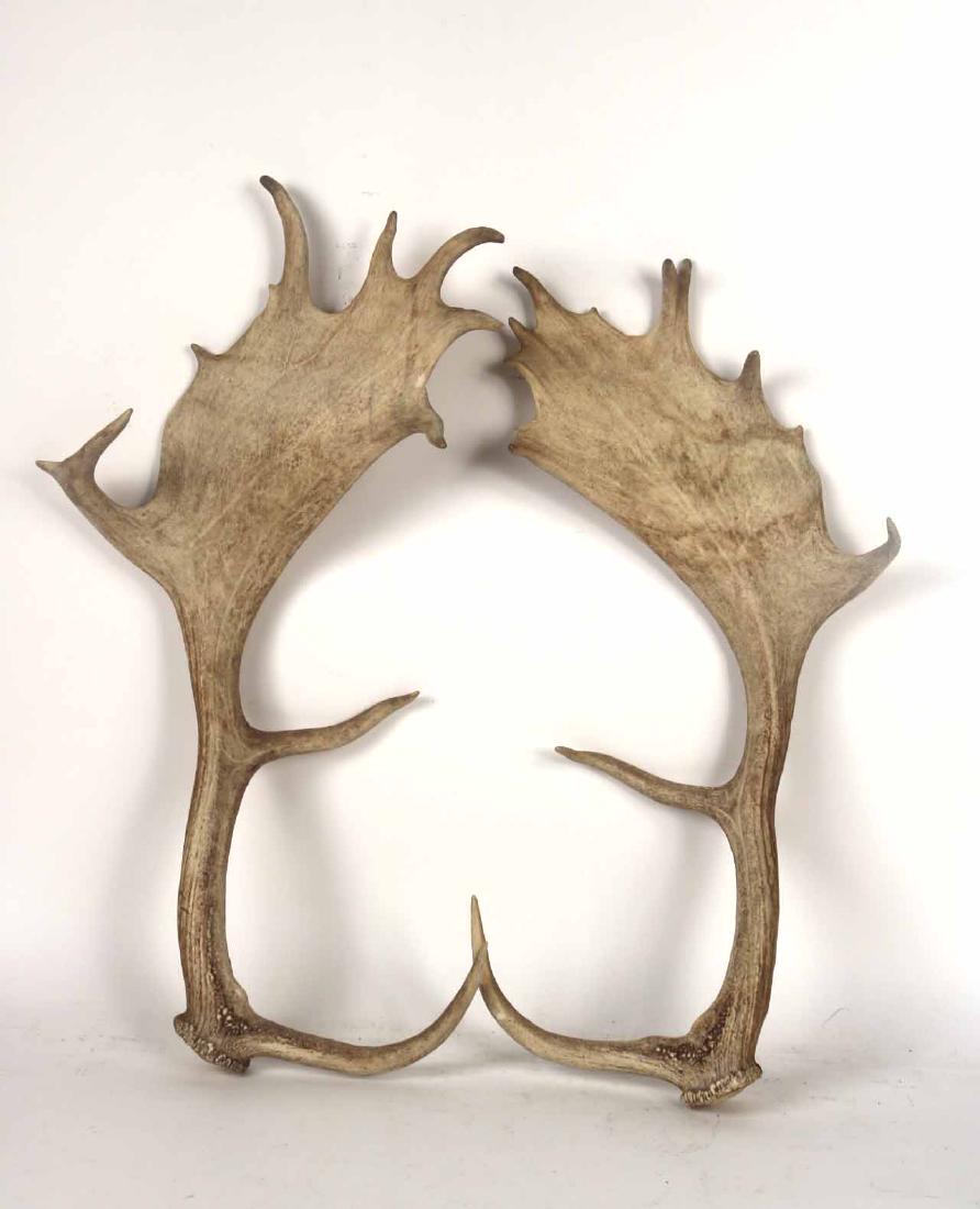 Two Fallow Moose Antlers: 25"l. Property from the Collection of Phillips Hathaway, Ragamont House, Salisbury, CT.