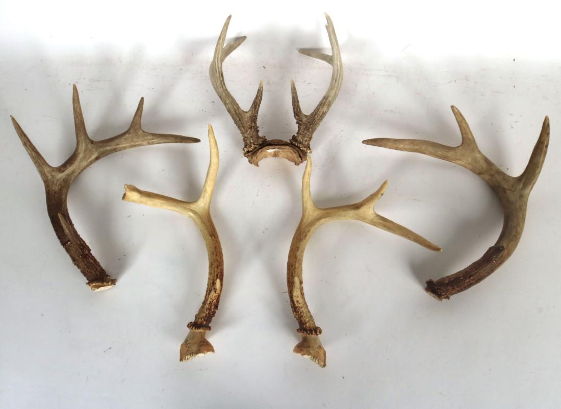 Five Deer Antlers (1 of 10)