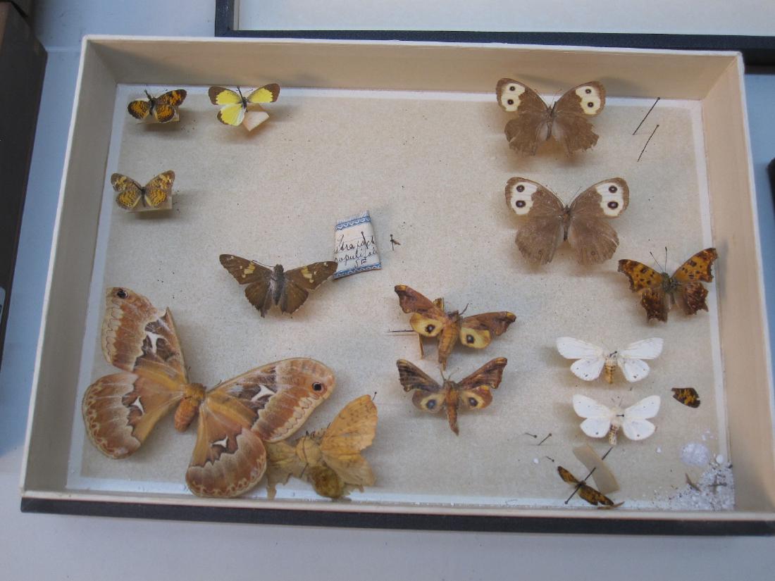 GROUP OF ASSORTED BUTTERFLY SPECIMENS (1 of 3)