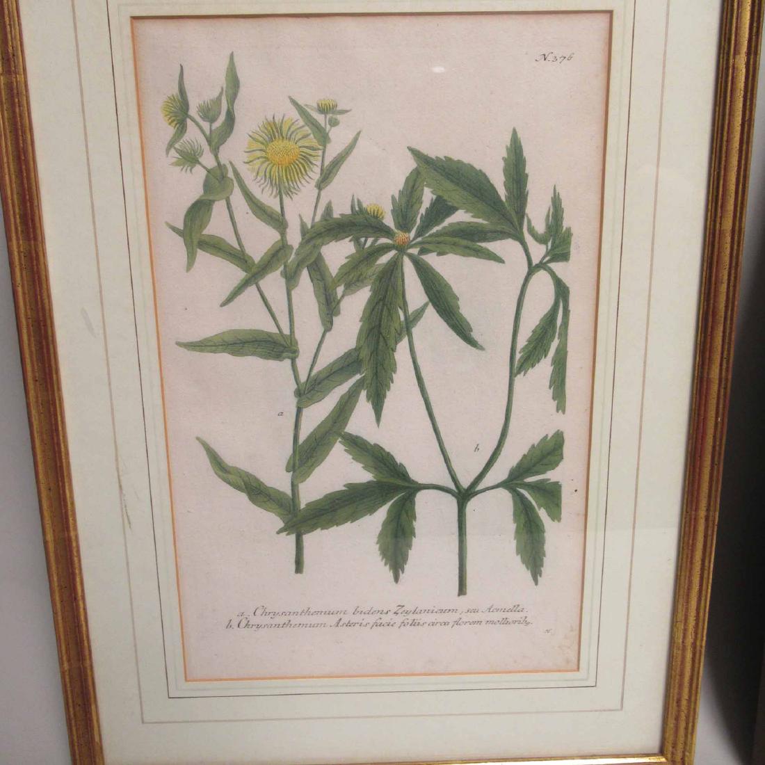 ASSORTED BOTANICAL PRINTS (1 of 7)
