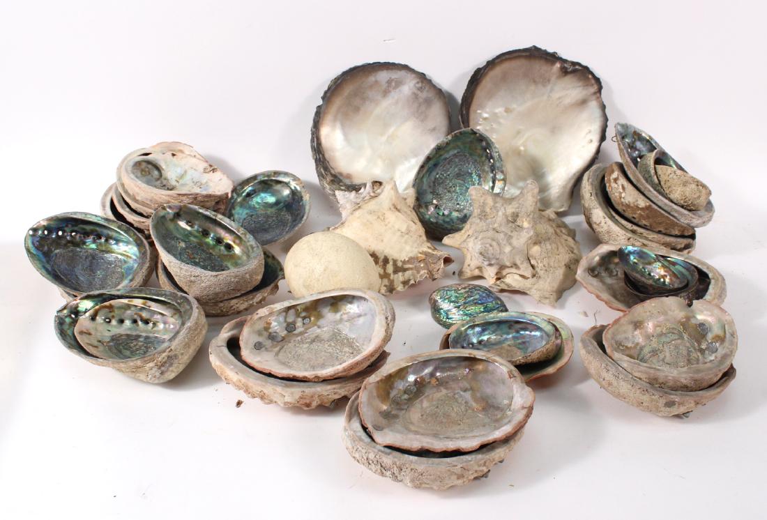 Thirty-four Vintage Seashells (1 of 5)