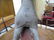 Painted Child's Rocking Horse - 11