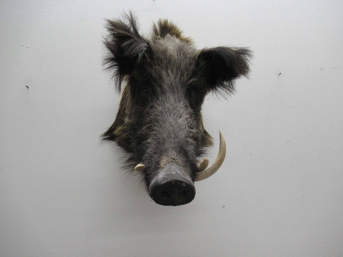 Vintage European Wild Boar Head Mount (1 of 5)