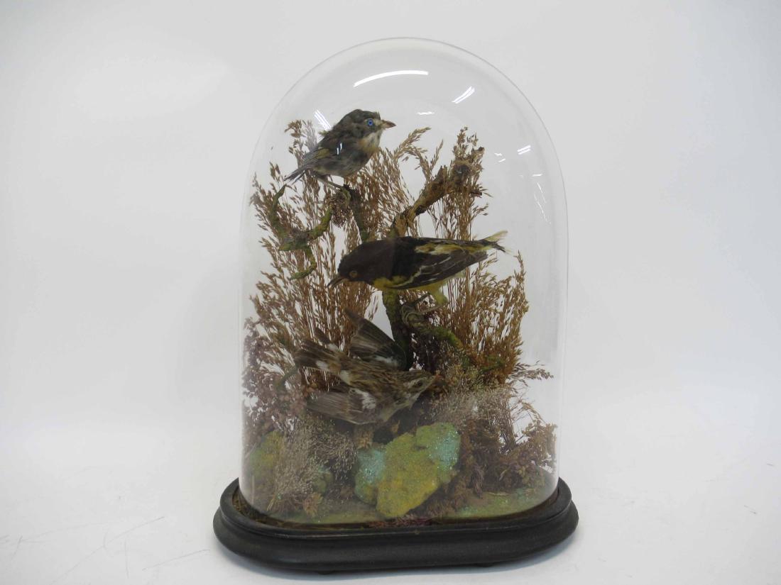 Ornithological Bird Diorama: Glass dome covering species. Together with another bird missing glass dome and foliage. largest 15 1/2" tall x 12"wide x 7" deep