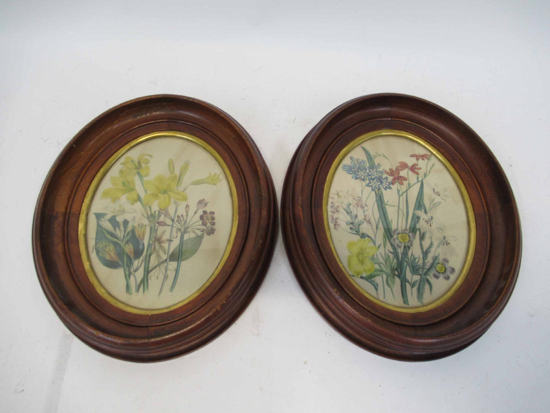 Two Color Lithographs, Botanicals: Inscribed label verso "Original 1st edition Lady Loudon (Jane Wells Webb Loudon 19 August 1807-13 July 1858." Frame size: 12"h x 10 1/2"w