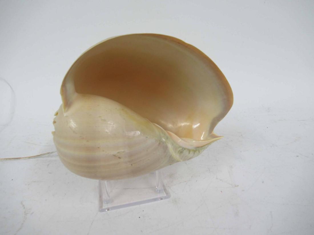Conch Shell Table Lamp: 10 1/2" wide x 6" deep x 9 3/4" tall