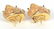 Maz 14K Yellow Gold Shell Earrings - 3