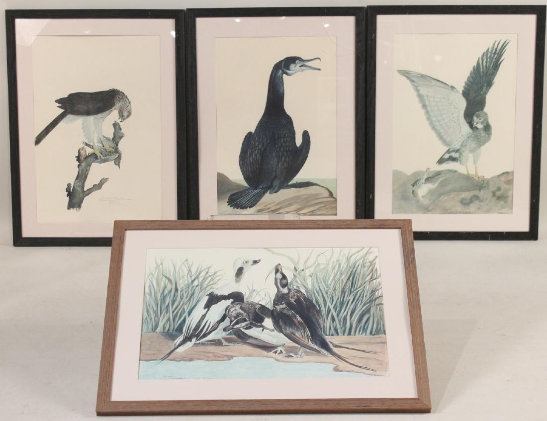 Four Framed Lithographs, Caroll Sargent Tyson: The Birds of Mt. Desert Island, comprising, Old Squaw, Double Breasted Cormorant, Squirrel and Hawk, and Coopers Hawk. Sight size: 27"h x 19"w