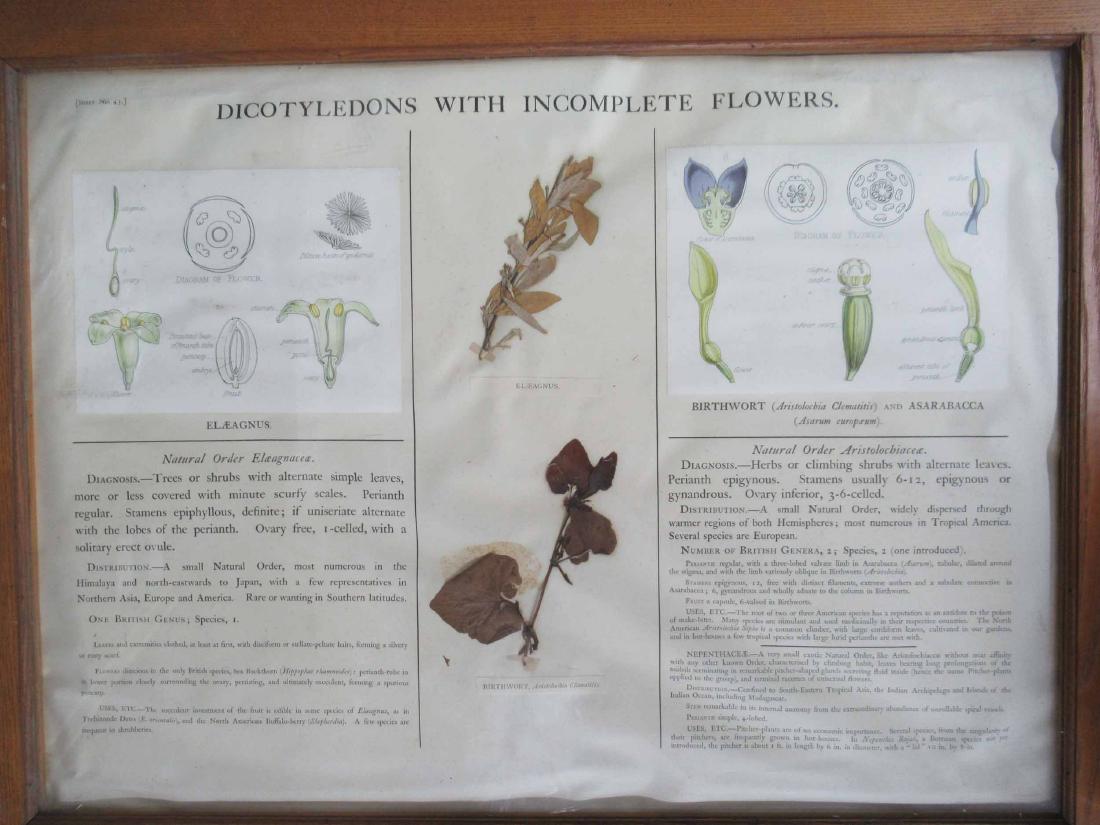 Set of 4 Botanical Specimen Boards: Set of 4 Botanical Specimen Boards. 3 Dicotyledons and one Monocotyledon.'Used condition, wear, worn, damage, foxing, staining, tears, creasing. framed size 28" x 36"