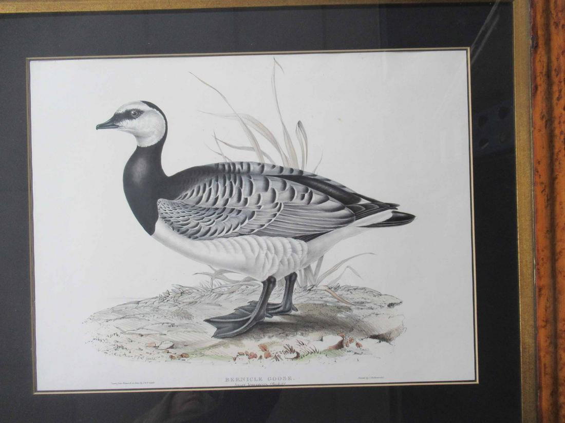 Lithograph, "Bernicle Goose," J&E Gould: Printed by C. Huttmandel. Sight size: 14"h x 18"w