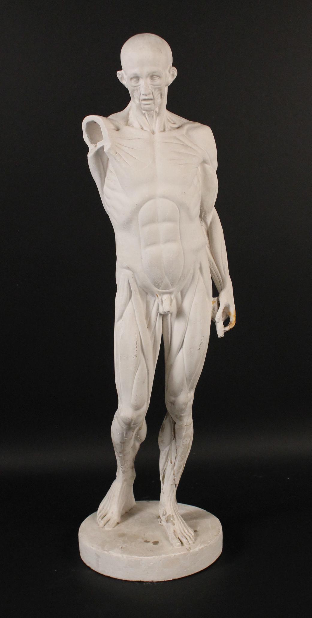 Plaster Sculpture of Male Anatomical Model: Inscribed on base "Sculpture Hour(?)." Losses, repairs, and cracks throughout. 29-1/2"h