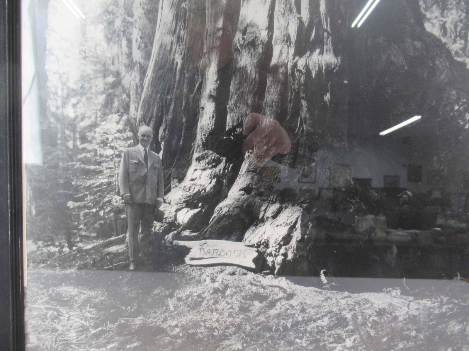 Henry Barbour Next to the Giant Red Wood Tree: Henry Barbour (1877-1945) standing next to the giant red wood tree named Barbour in Sequoia National Park, c. 1922. Barbour, a California Congressman, introduced and secured the passage of a bill in 1