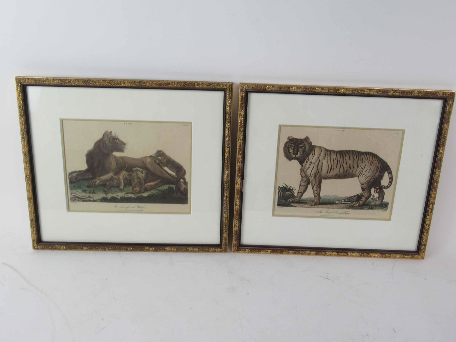 Two Lithographs of Wild Cats (1 of 5)