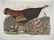 John J. Audubon Collection of Bird Prints - 4