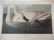 John J. Audubon Collection of Bird Prints - 5