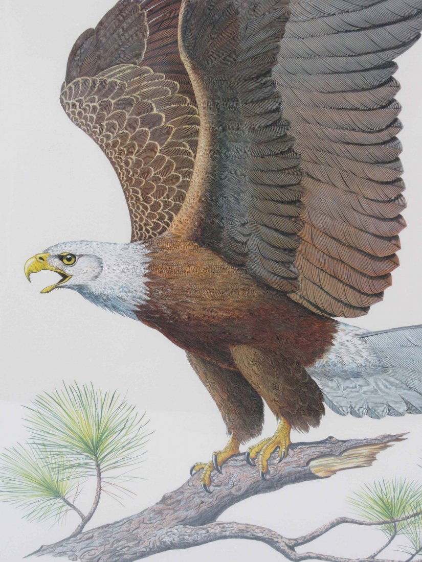 Albert Earl Gilbert Engraving of Bald Eagle (1 of 4)