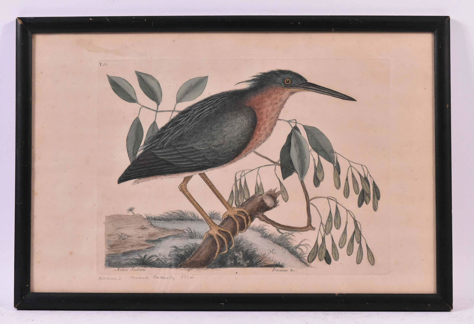 Color Engraving Heron Mark Catesby: Titled dated and signed in pencil along bottom margin "Heron Mark Catesby 1732. Size: 12 12/"h x 19"w Provenance: Property from the Estate of Judith Applegate, Princeton, NJ.