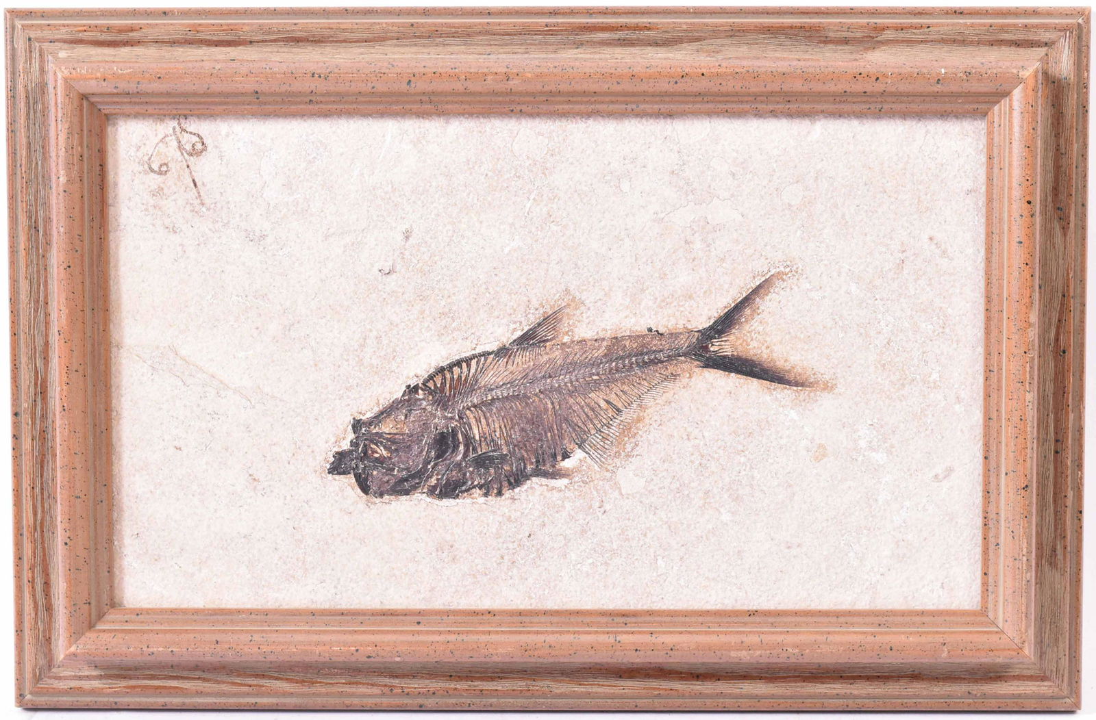 Framed Fossil of a Fish (1 of 3)