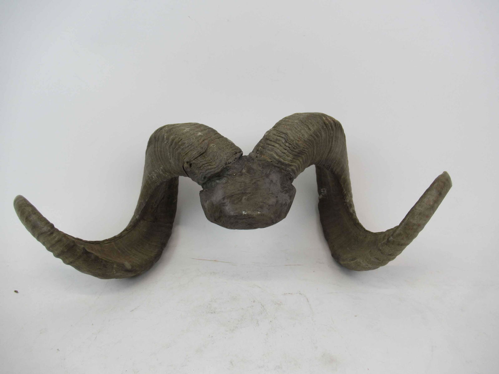Pair of Vintage Ram's Head Horns (1 of 6)