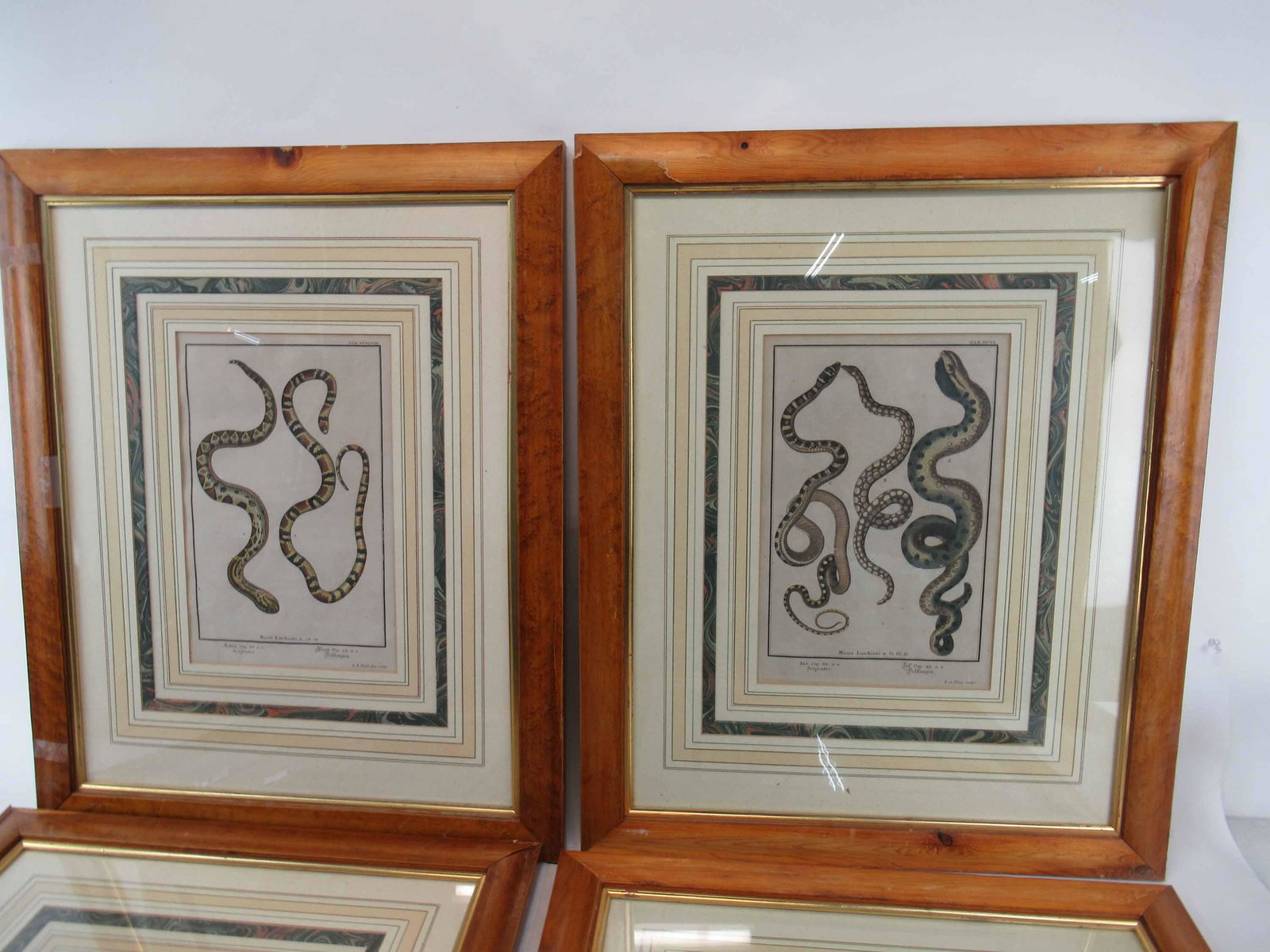 Four Assorted Antique Engravings of Snake Species: Four Assorted Antique Engravings of Snake Species. I.G. Pintz. Used condition, wear, worn, not examined outside frames, frames each having damage or missing vaneer. Approx size 26 1/4" x 21 1/4"