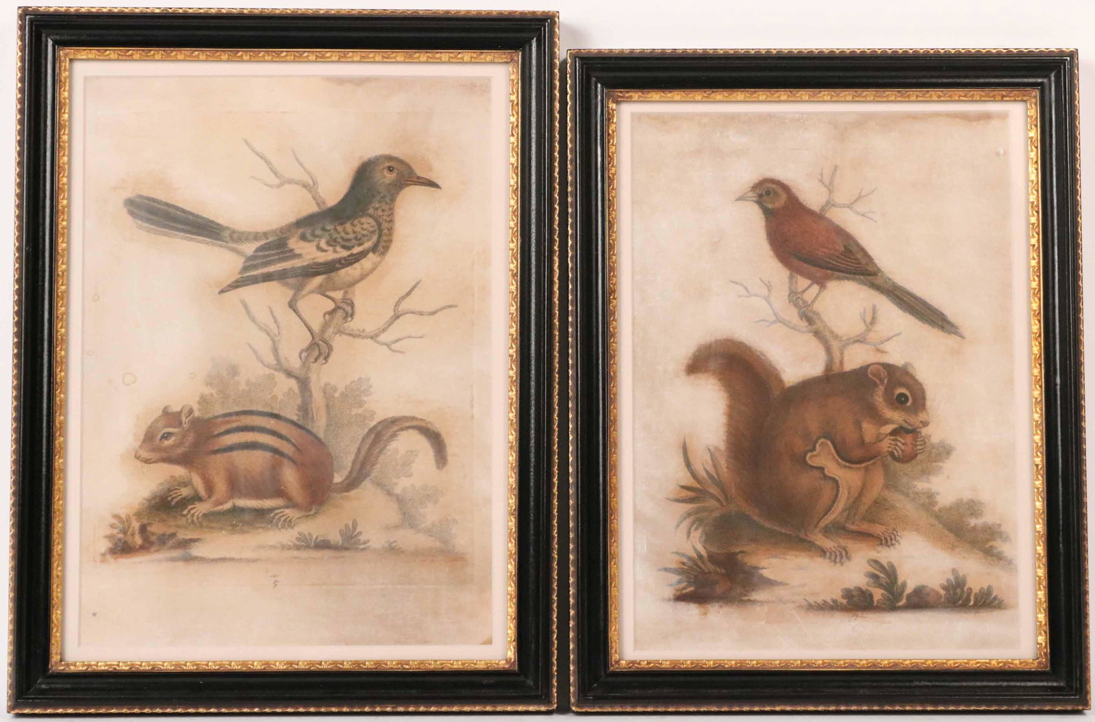 Two Engravings of Birds and Woodland Creatures: Late 18th/19th C. one of a Chipmunk and Blue Bird, plate 181, the other of a Squirrel and Red Bird, plate 197. Sight size: 9"h xx 7-1/4"w Property from the Estate of Ralph & Roberta Carpenter.