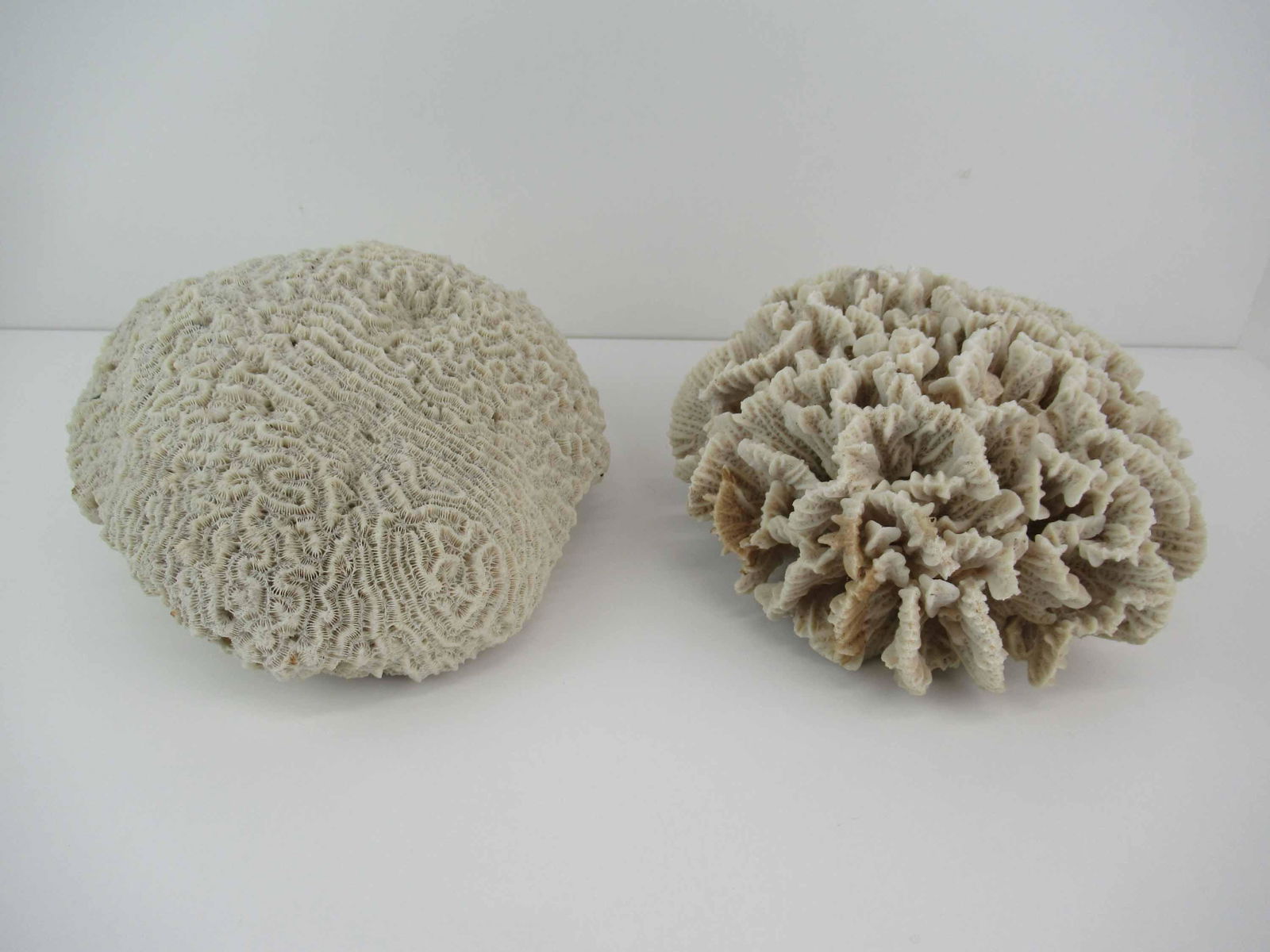 Two White Coral Specimens (1 of 6)