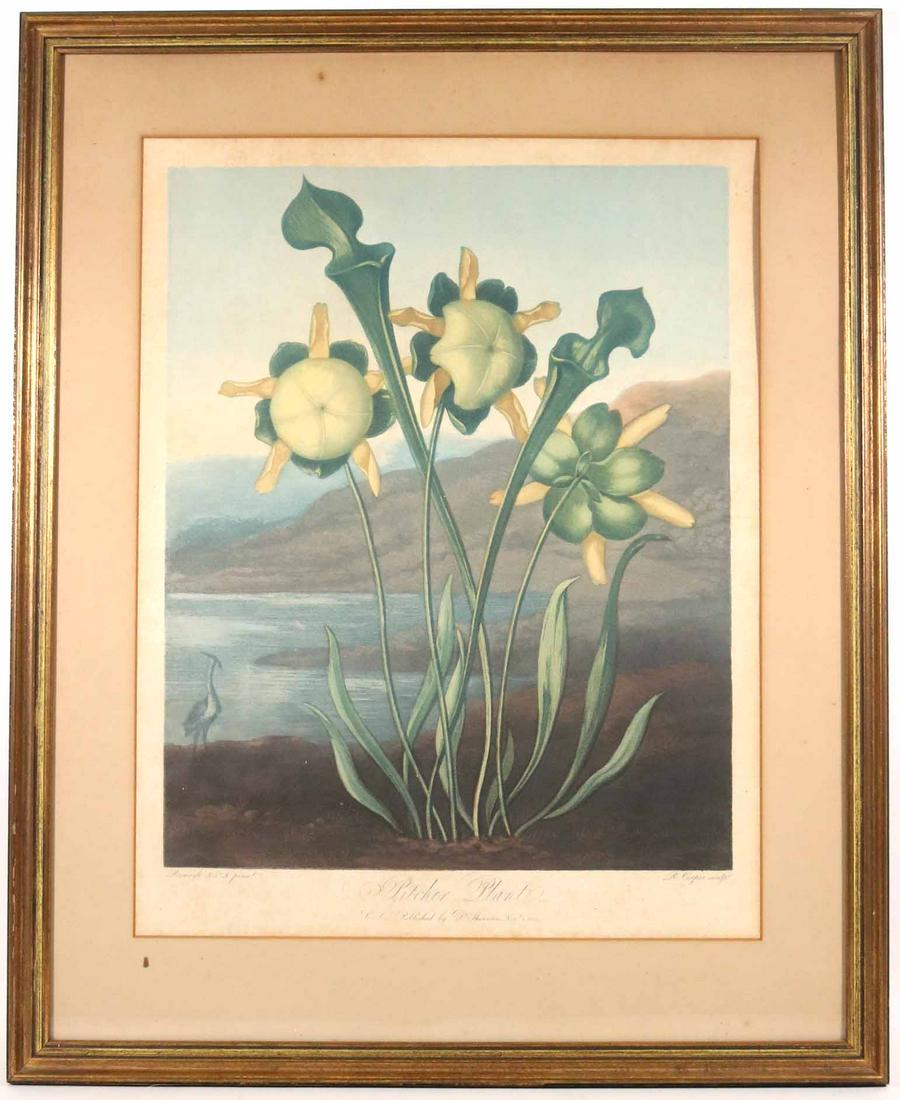 Aquatint Engraving, After Philip Reinagle: The Pitcher Plant (English, 1768-1837) printed by Robert John Thornton (English, 1768-1837) from book, "The Temple of Flora, or Garden of Nature" Sight size: 17-1/4"h x 14"w Overall: 26-3/4"h x 21-3/4