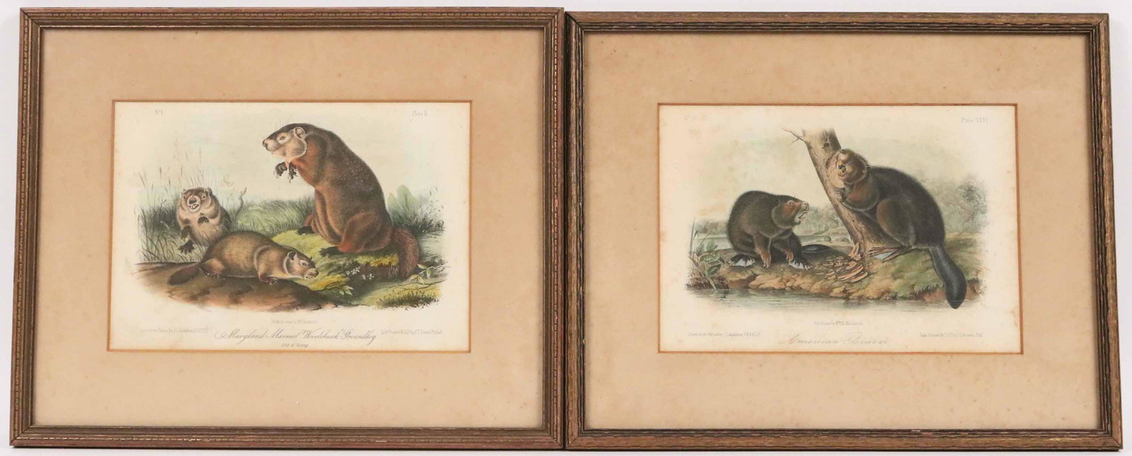 John James Audubon Octavo Edition Engraving: (American, 1785-1851) the Maryland marmot, American beaver, mid-19th C. engraved and printed by J.T. Bowen & Company. Sight size: 6-1/4"h x 9"w Overall: 10-3/4"h x 13-3/4"w Provenance: Property from t