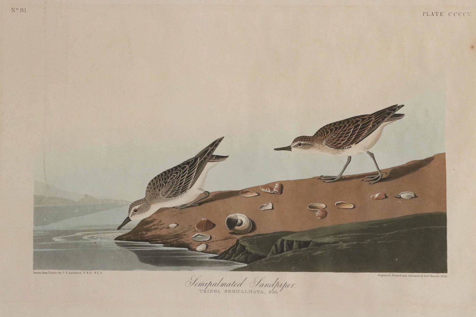 Audubon Print, Semipalmated Sandpiper, No.81: English, 19th C. Plate CCCV, engraved and colored Rob Havell 1838, drawn from nature by J J Audubon. Watermark J. Wathman 1837. 25.5"h x 35"w Losses and water losses.