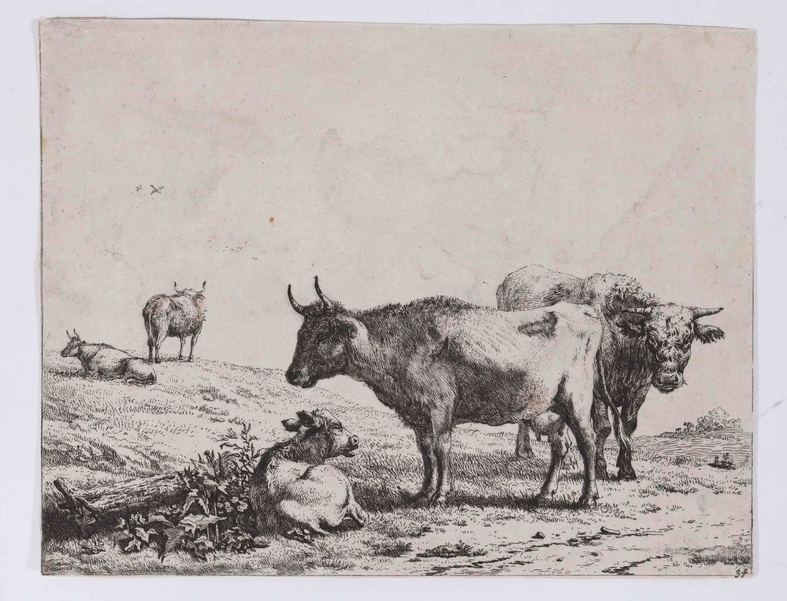 Old Master Etching, A Cow, Bull and a Calf: after Karel Dujardin (Dutch, 1622-1678) , production date 1641-1678. Numbered 34 l.r. corner. Unframed, some stains. 6-5/8"h x 8-1/2"w Provenance. Property from a Private East Coast Collection