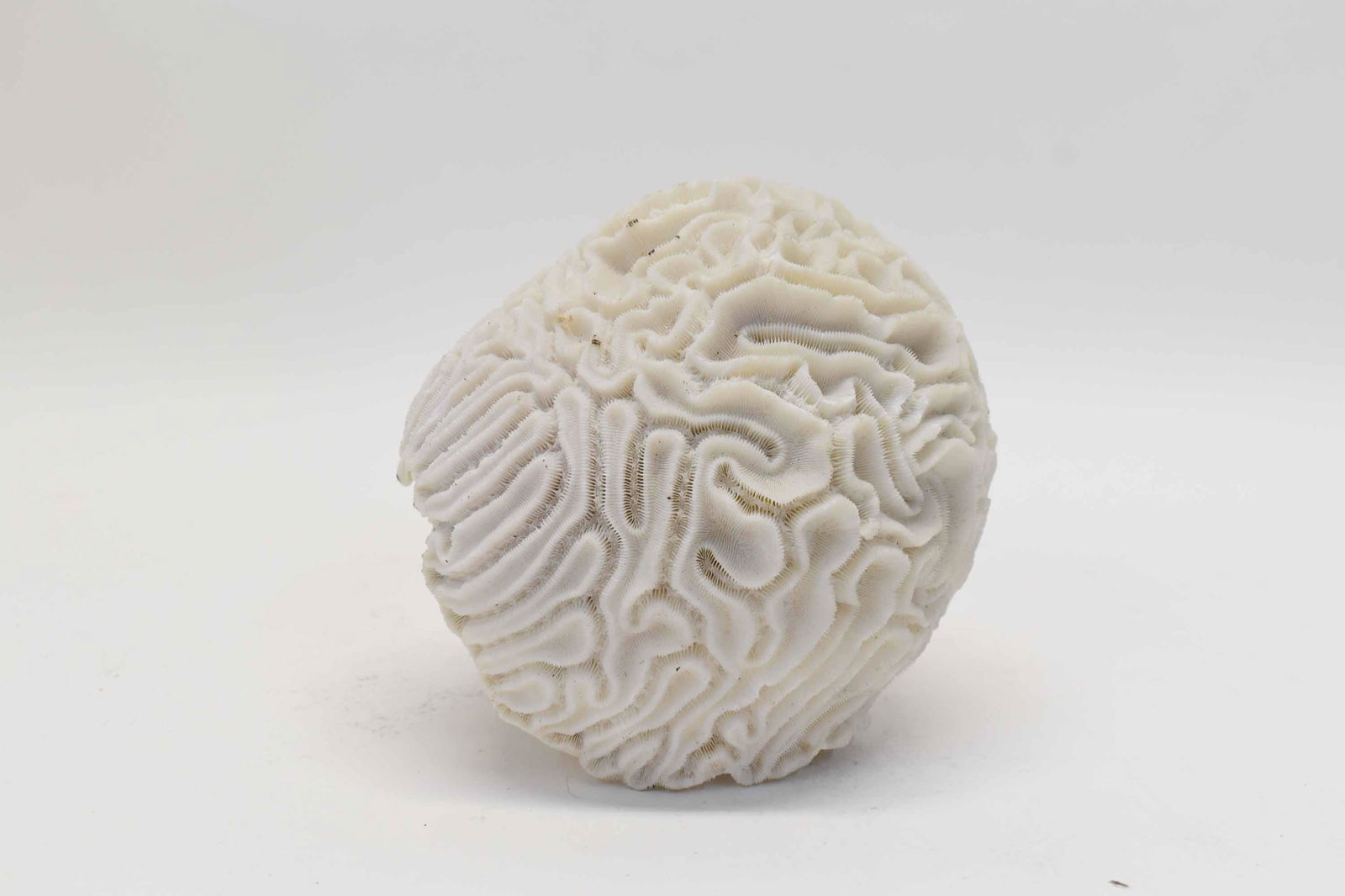 Brain Coral Specimen Sculpture (1 of 6)