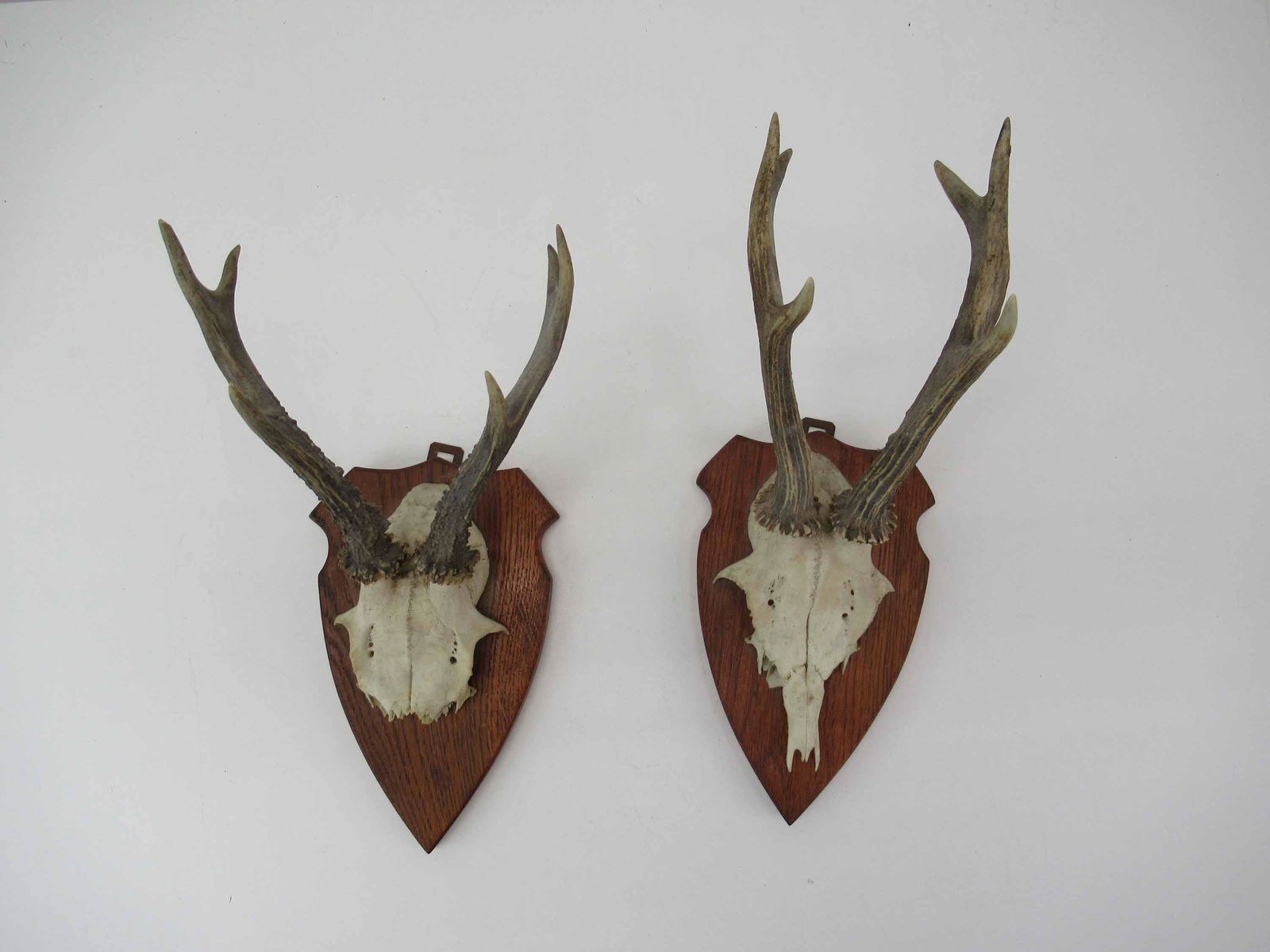 Two Sets of Roe Deer Mounts (1 of 3)