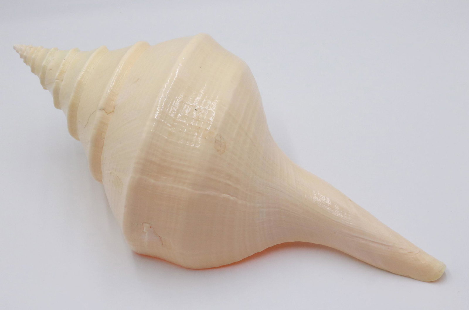 Large Polished Natural Seashell: Apx. 19"l. Wear some chips. Property from a Short Hills, NJ and San Francisco, CA Private Collection