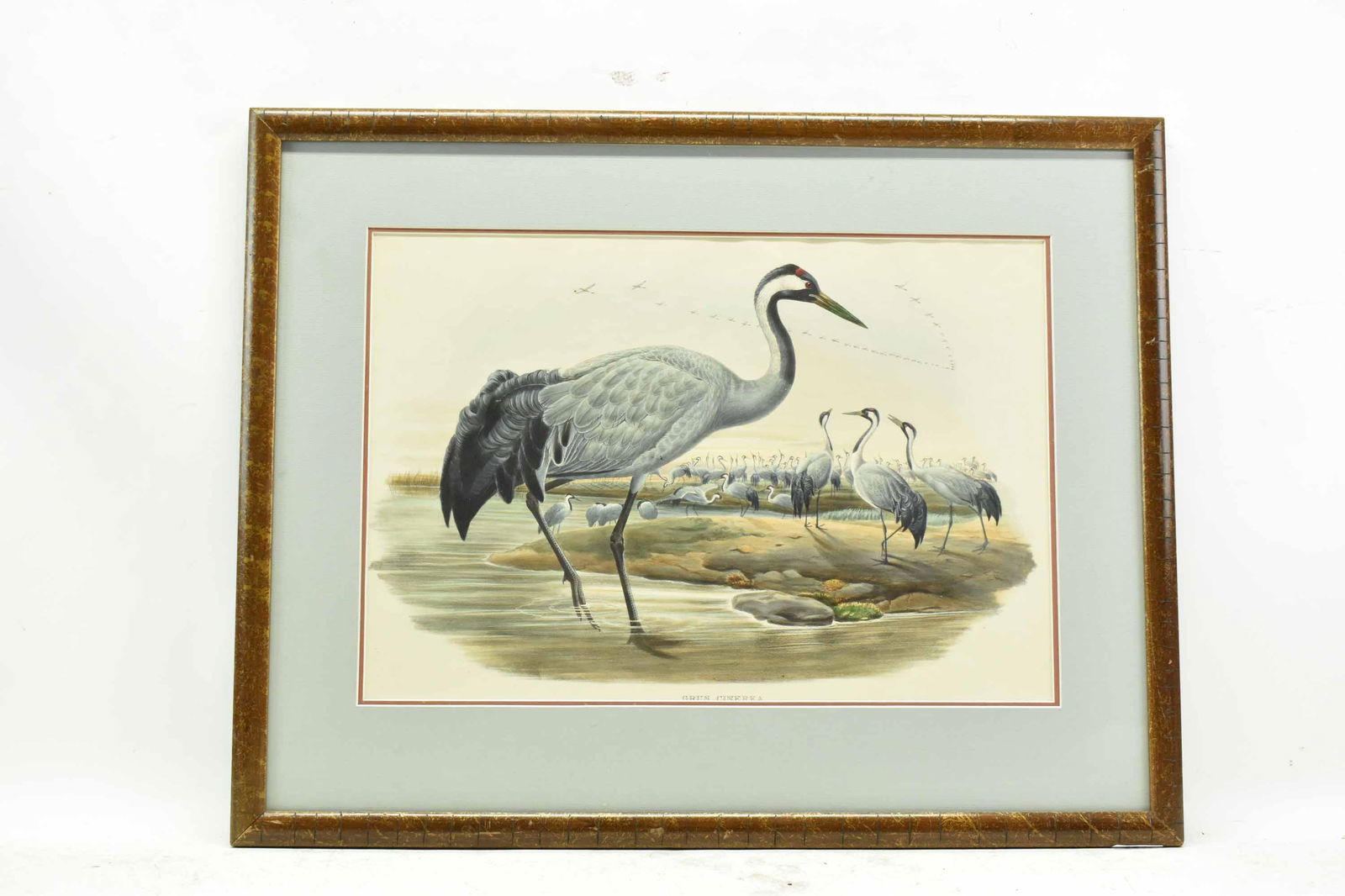 J. Gould Grus Cinerea Lithograph (1 of 6)