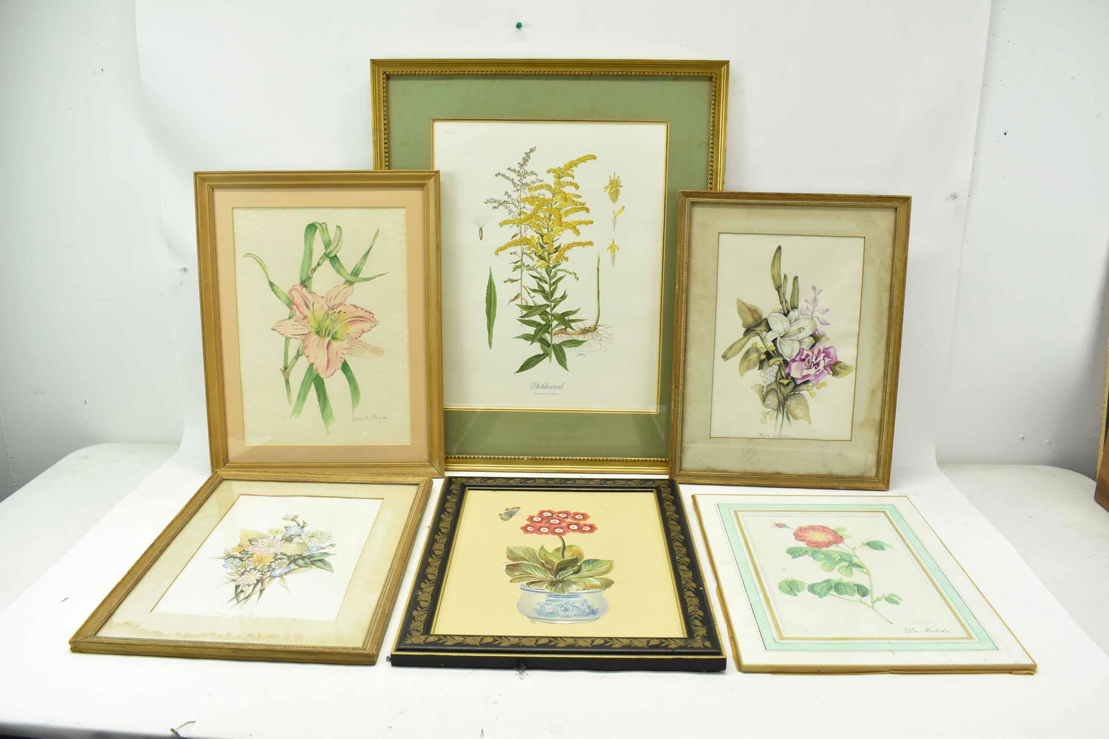 Colored Print of Goldenrod Anne Ophelia Dowden (1 of 13)