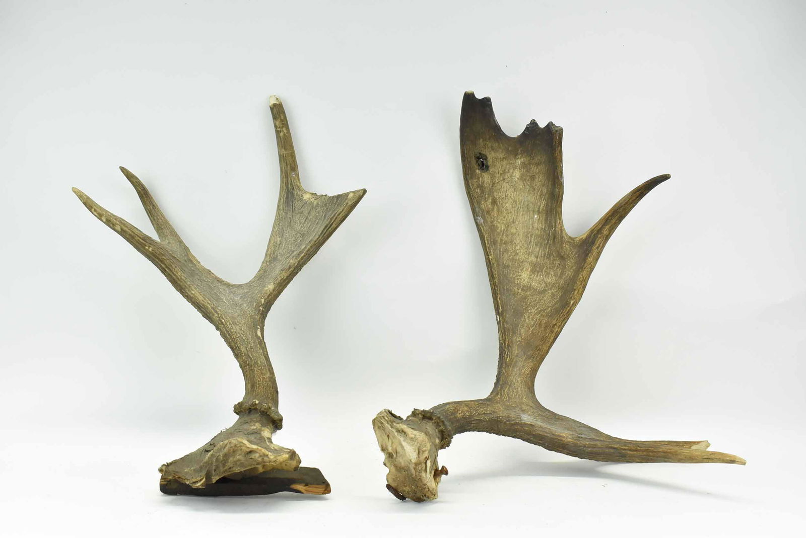 Two Small Fallow Deer Antlers (1 of 8)