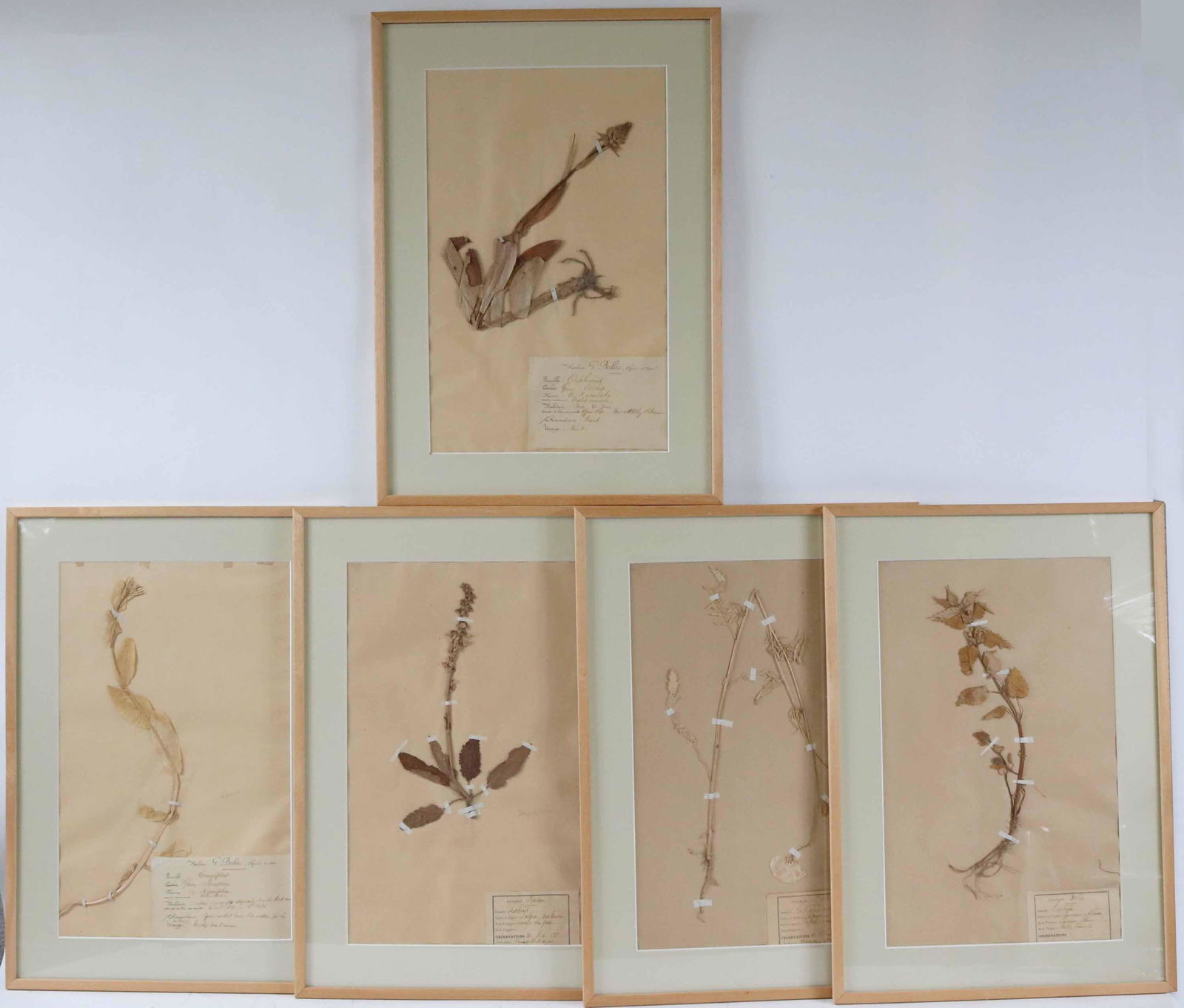 Five Framed Dried Plants, Herbier G Babou (1 of 7)