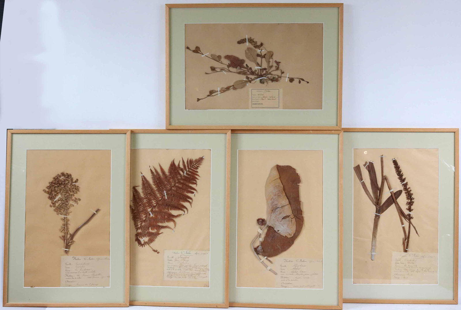 Five Framed Dried Plants, Herbier G Babou (1 of 7)
