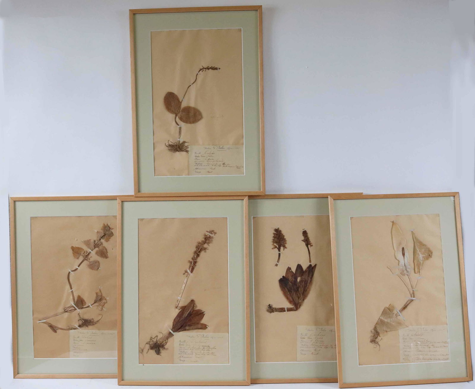 Five Framed Dried Plants, Herbier G Babou (1 of 9)