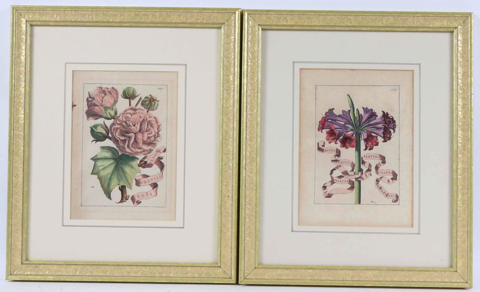 Two Colored Engravings of Flowers (1 of 5)