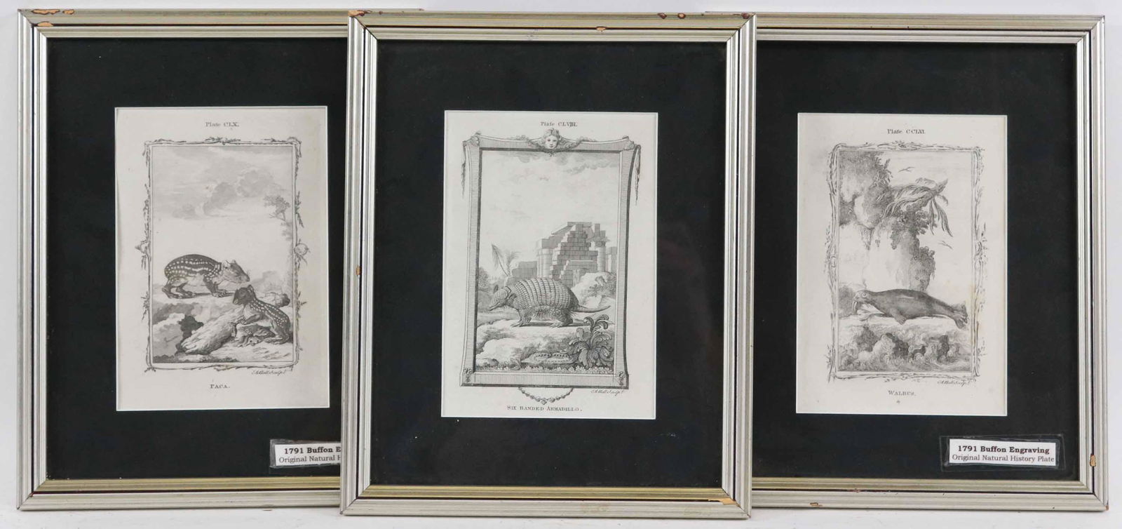 Three Buffon Engravings, After A. Bell (1 of 6)