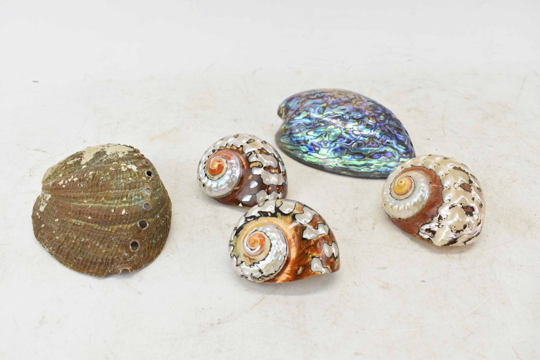 Group of Polished Shells (1 of 5)