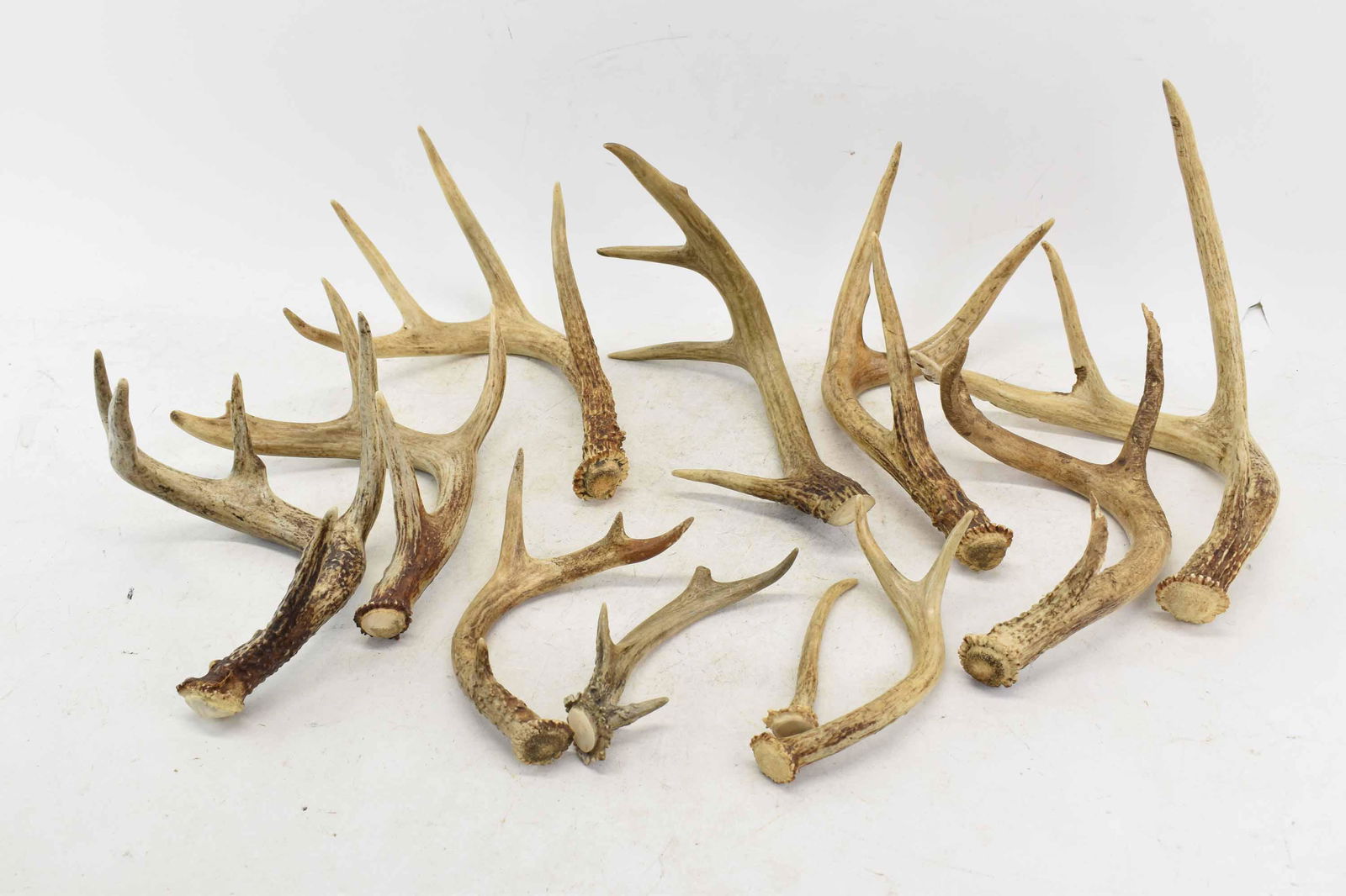 Collection of Deer Antlers (1 of 7)