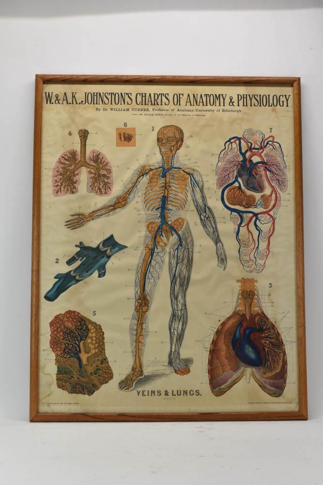 Vintage A.J. Nystrom Anatomy Chart (1 of 5)