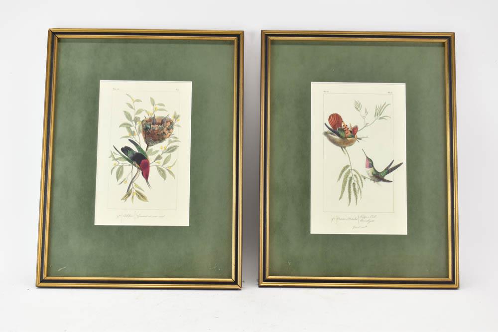 Two Hand-Colored French Bird Prints (1 of 5)