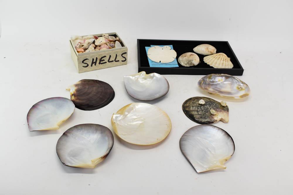 Group of Assorted Sea Shells (1 of 6)