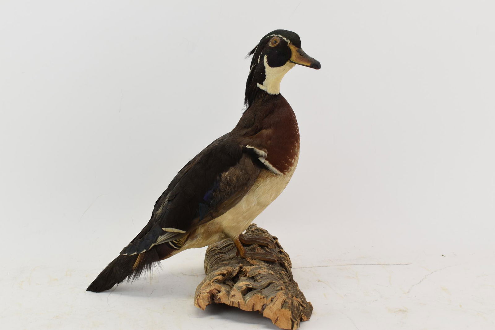 Taxidermized Wood Duck Drake: Taxidermized Wood Duck Drake, mounted on wood base Used condition, wear, worn 12-1/4"h x 11"w x 11"d Provenance: By descent, Clinedinst family, New York and Philadelphia