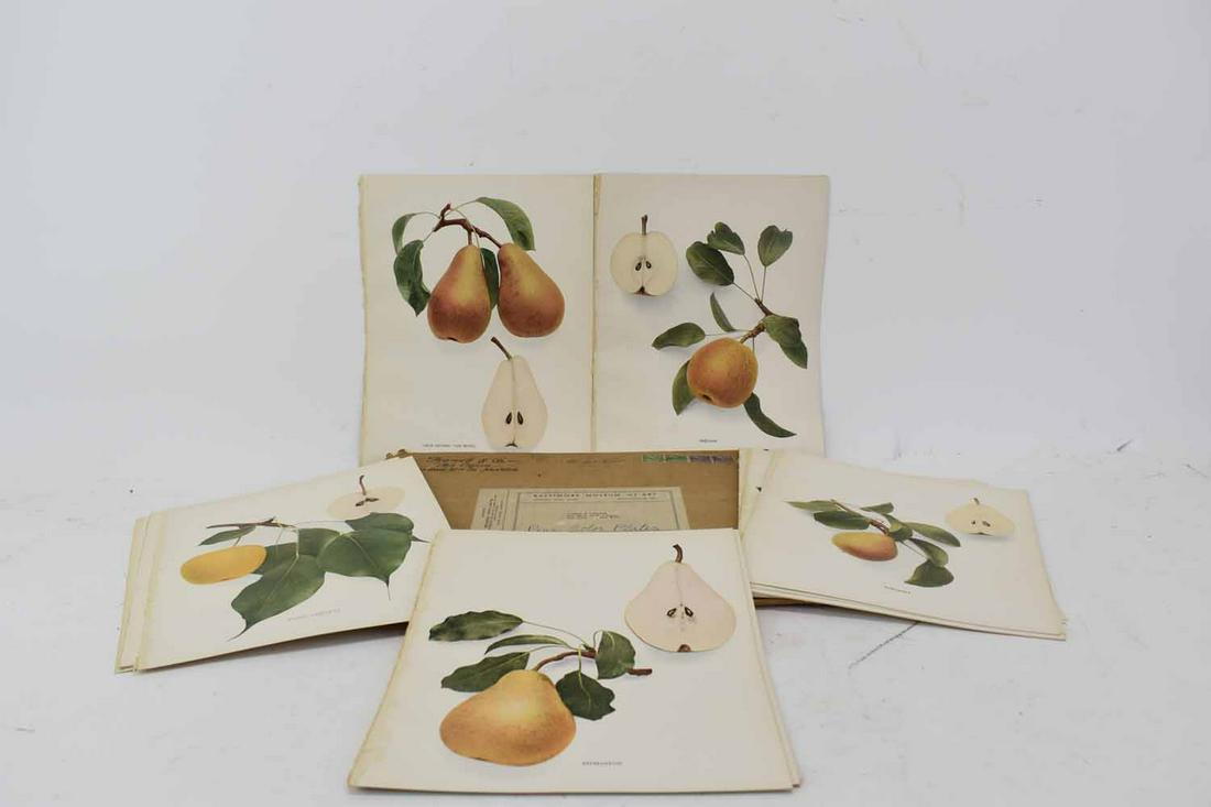 Group of 32 Pages of Pear Color Plates (1 of 2)