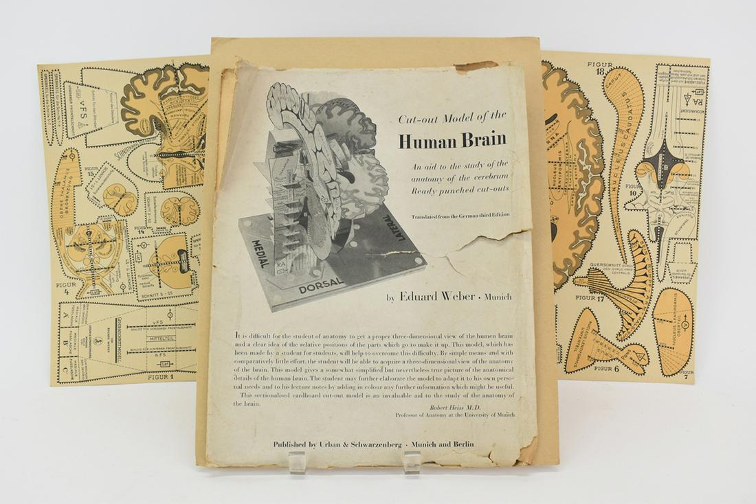 Cutout Model of the Human Brain (1 of 3)