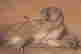 item-128516488=3
